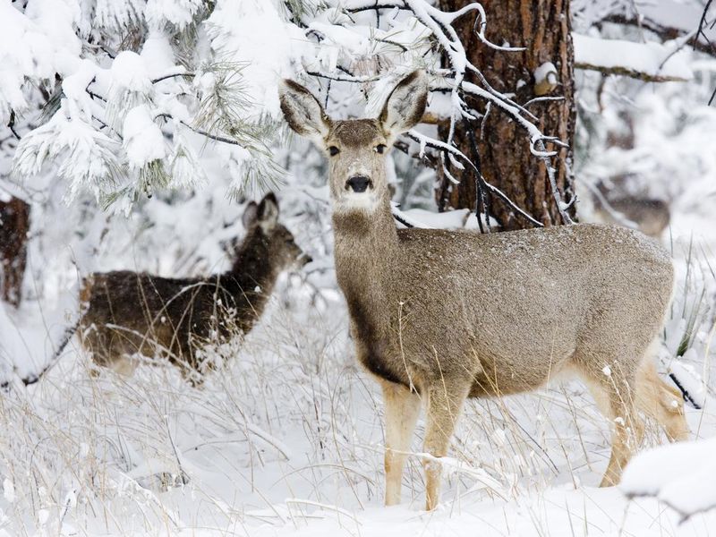 Colorado mule deer in the snow