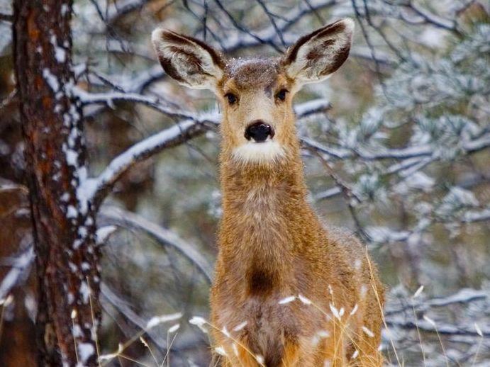 Colorado mule deer with big ears