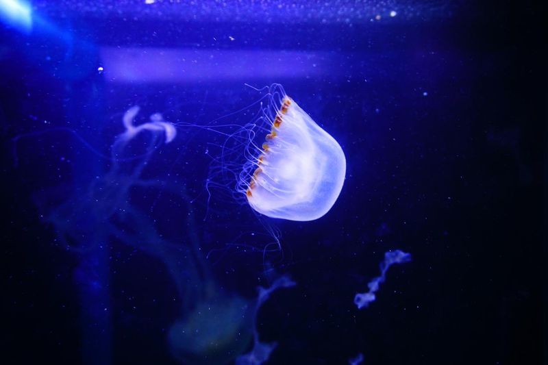 Colorful jellyfish from the depths of the ocean