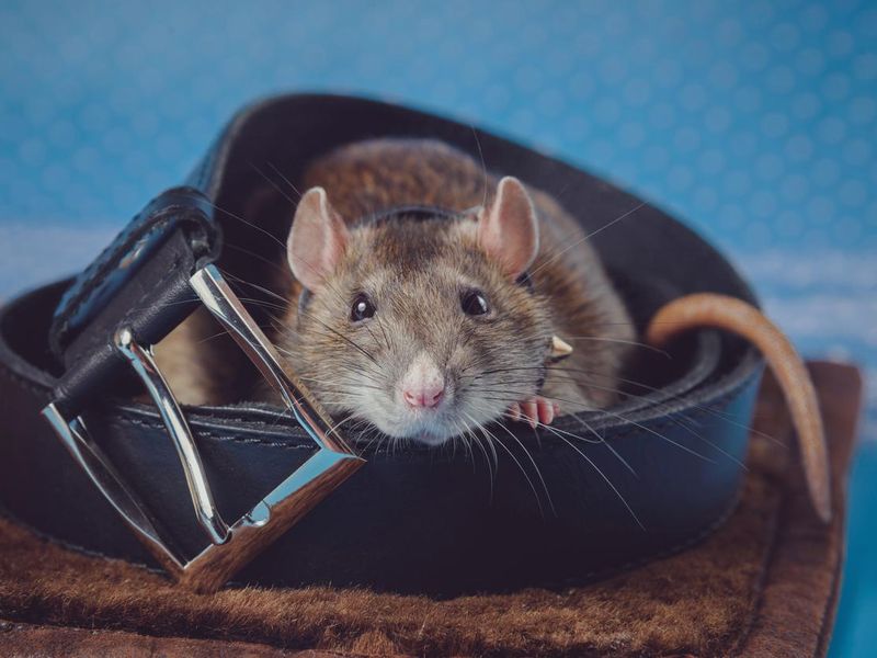 Comfortable rat nestled in a belt