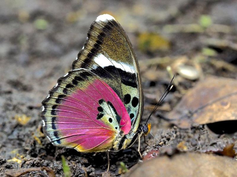 Common Pink Forester