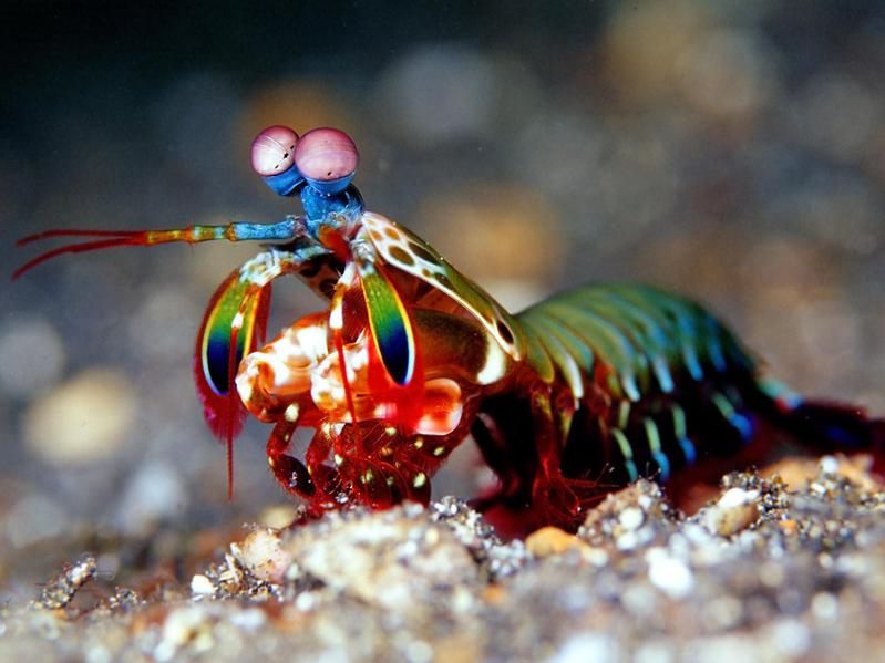 Cool Peacock mantis shrimp in the Pacific Ocean