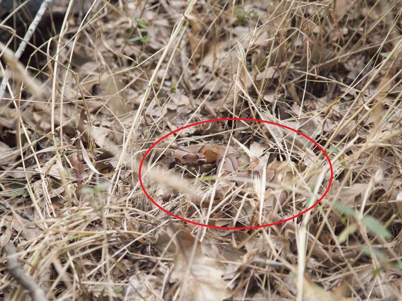 Copperhead in grass found