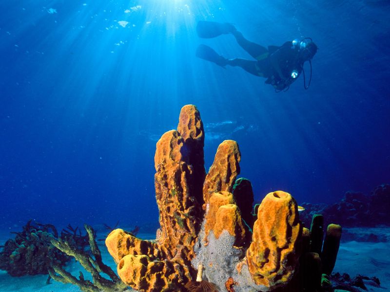 Coral reef restoration in Saint Lucia