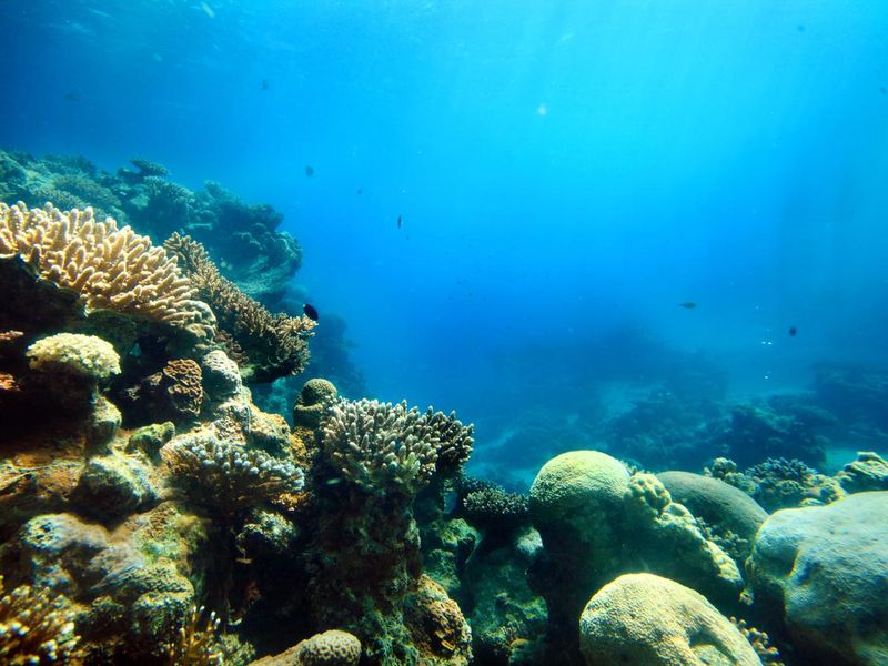 Corals in the Caribbean sea