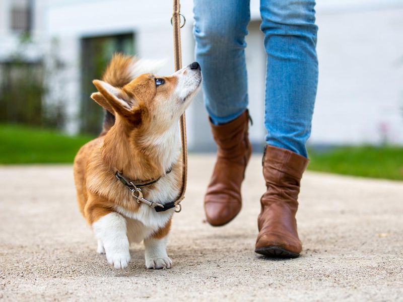 Corgi puppy on a leash from a woman