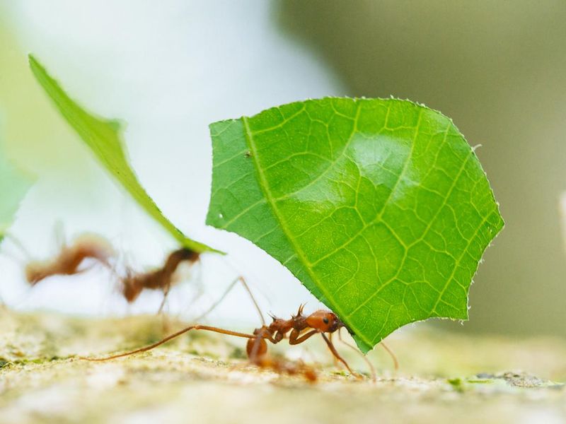 Costa Rica Leaf Cutter Ants Working Together Cahuita National Park