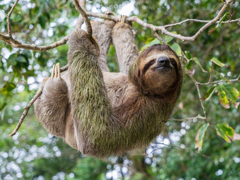 Costa Rica Sloth hanging from tree
