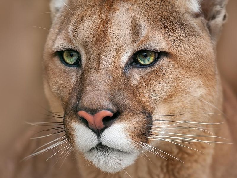Cougar close up