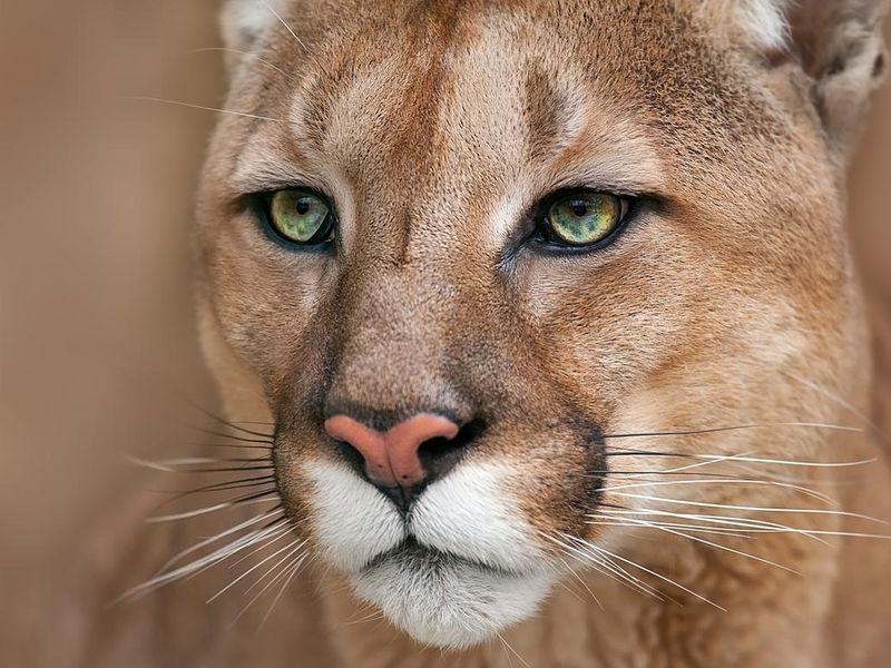 Cougar portrait close up