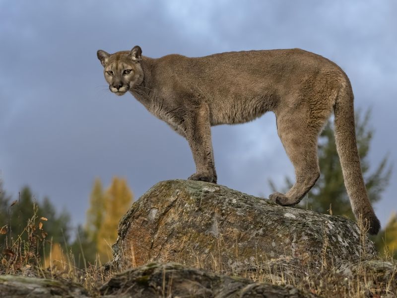 Cougar standing on a boulder