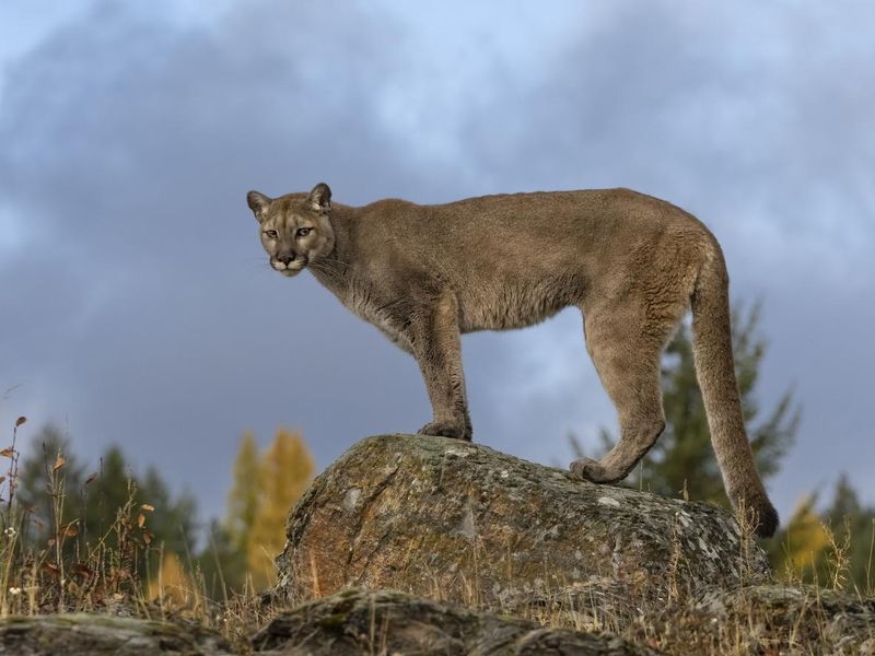 Cougar Standing on Boulder