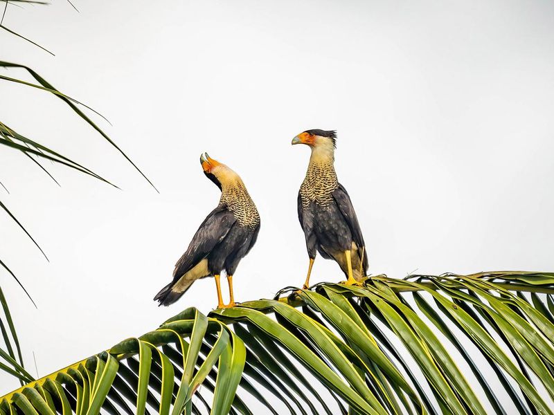 Couple of beautiful crested caracara birds together on palm tree