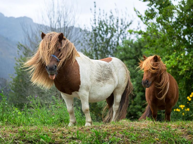 Couple of beautiful ponies with long hair in the wild