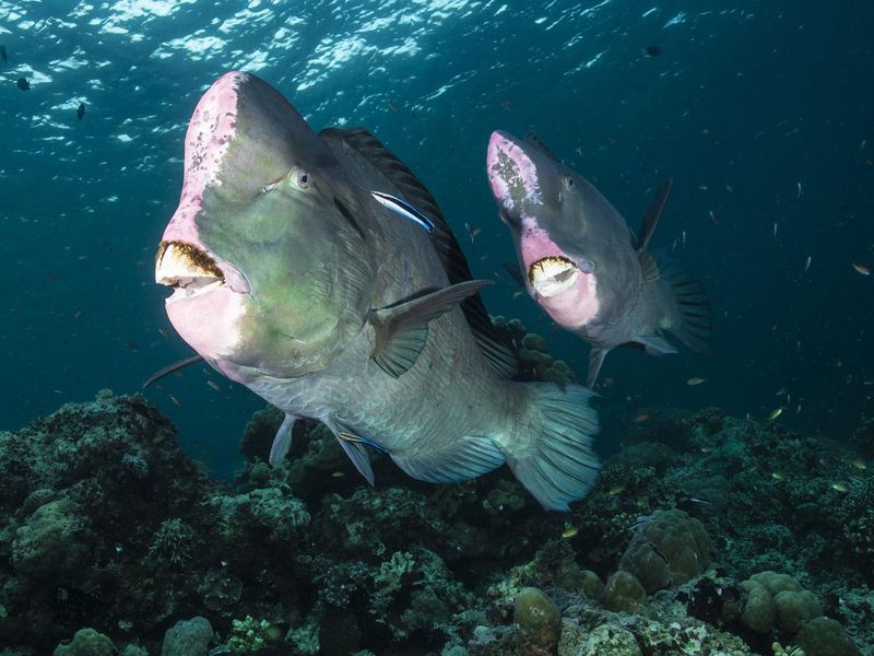 Couple Of Bumphead Parrotfish
