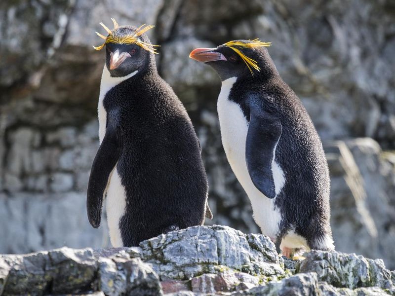 Couple of macaroni penguins walking on a rocky coast