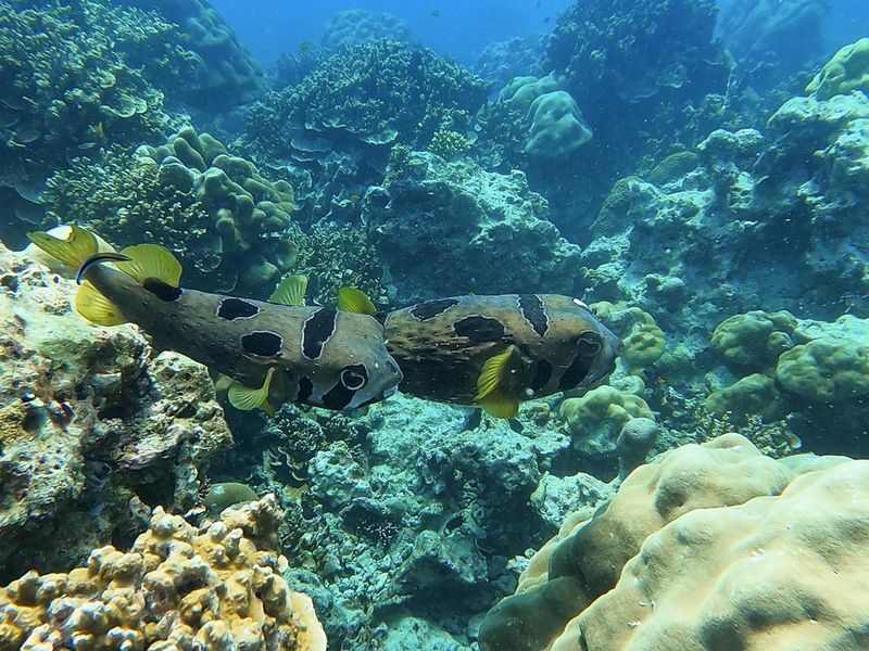 couple of puffers swim in beautiful tropical coral reef in Surin Island, Phang nga, Thailand