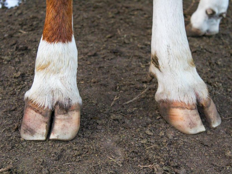 Cow Legs