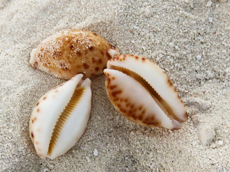 Cowrie shells in the Maldives