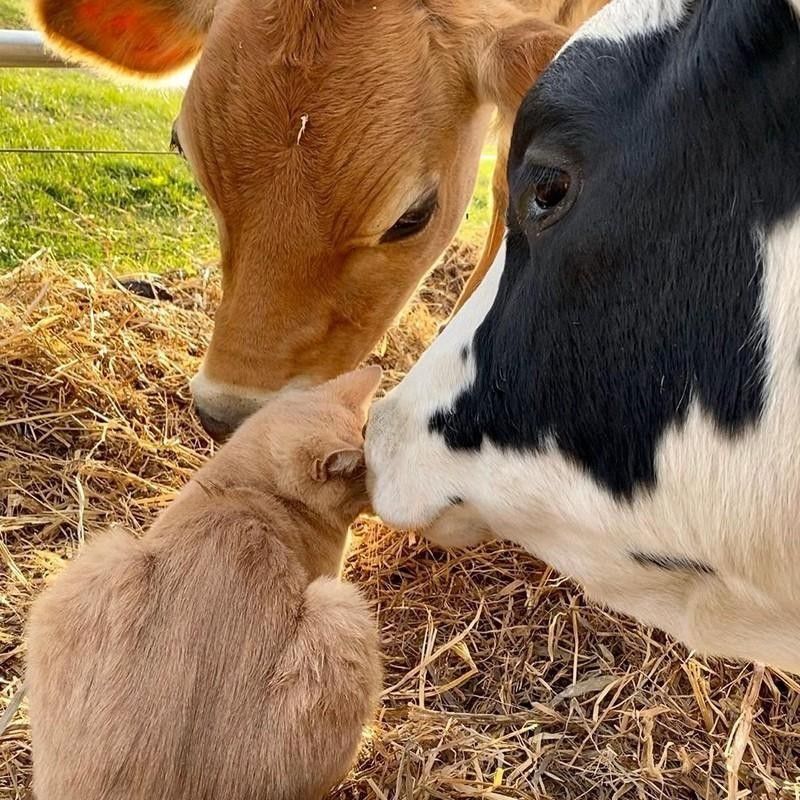 Cows and cat