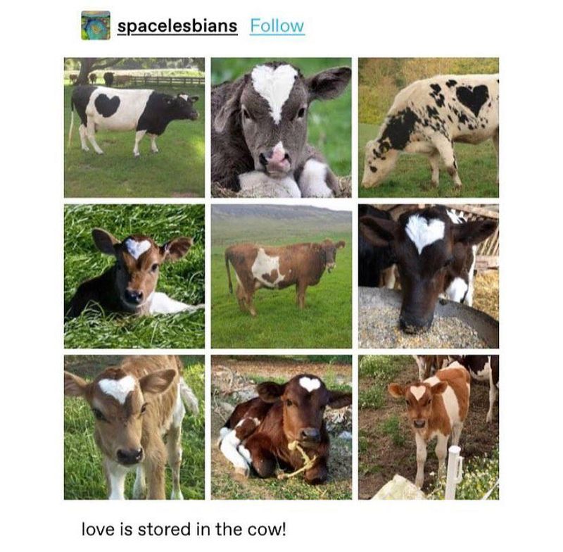 Cows with hearts on them