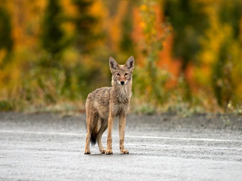Coyote crossing a highway, Yukon, Canada