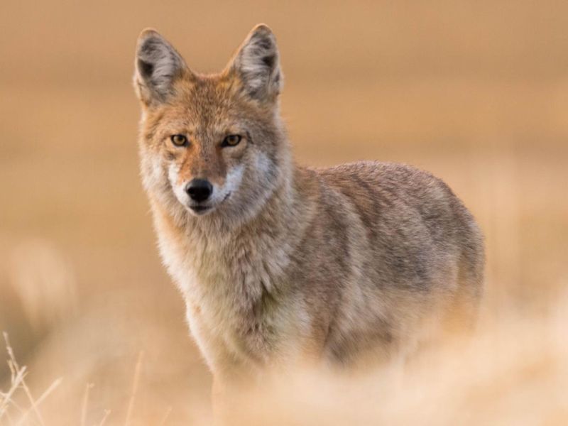 Coyote on the Prairies in Autumn