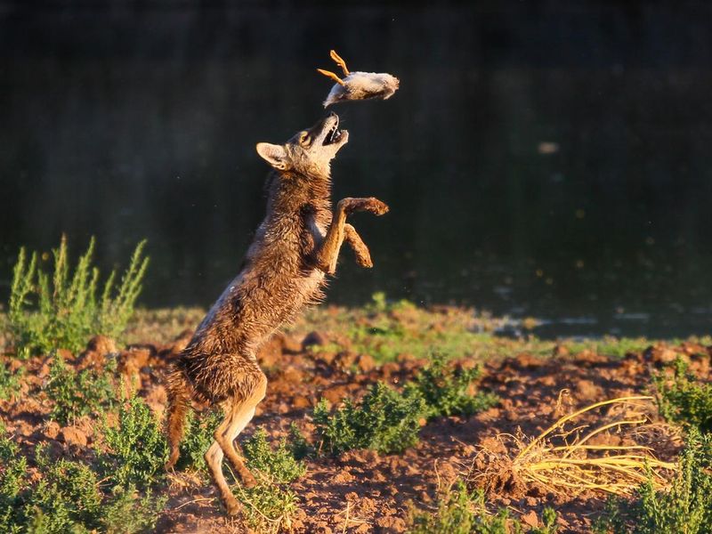 Coyote Playing with Duck