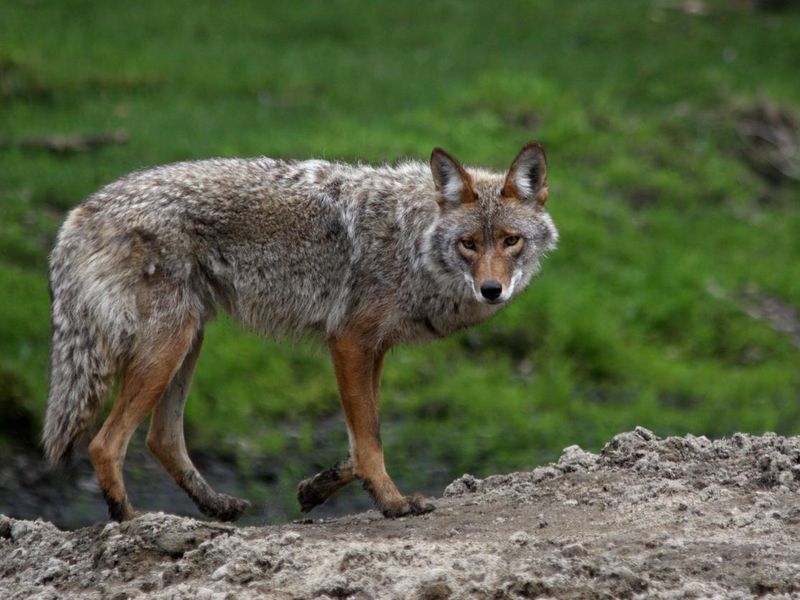 Coyote Posing in spring