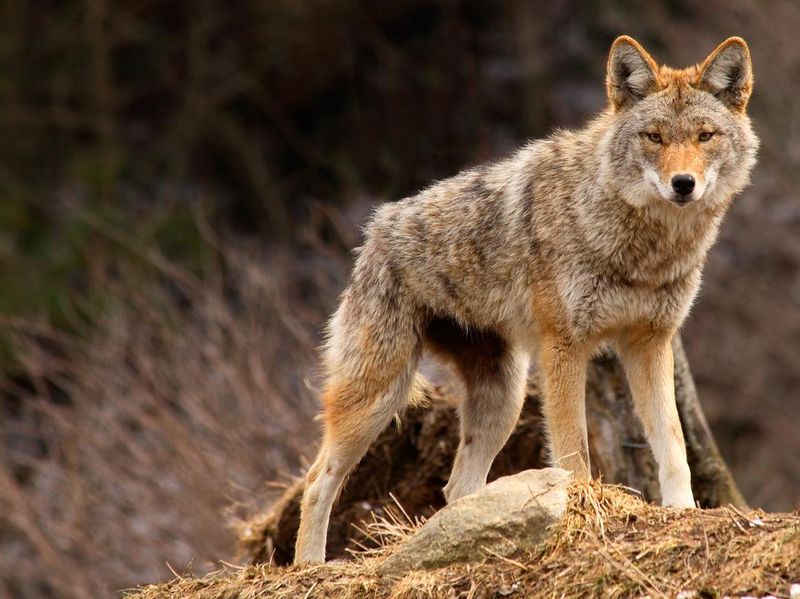 Coyote standing on rock, a spirit animal symbolizing transformation
