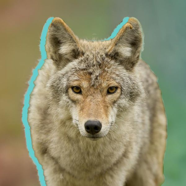 How Dangerous Are Coyotes, Really?