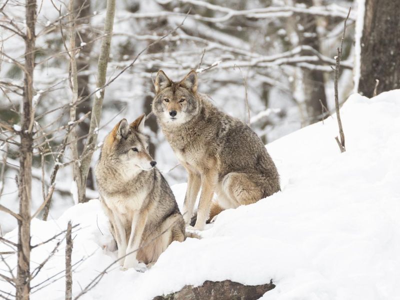 coyotes in winter