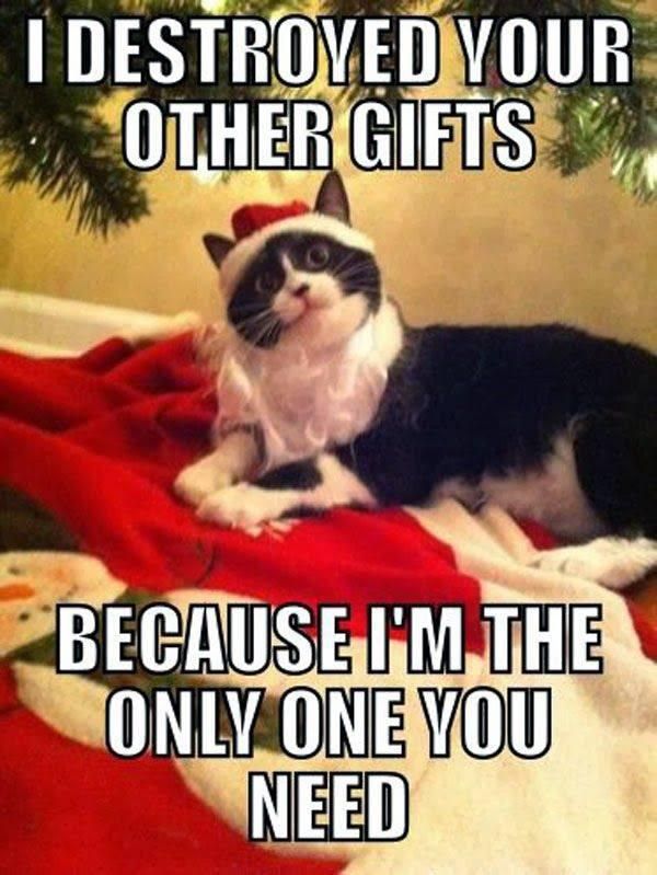 Crazy cat Santa meme