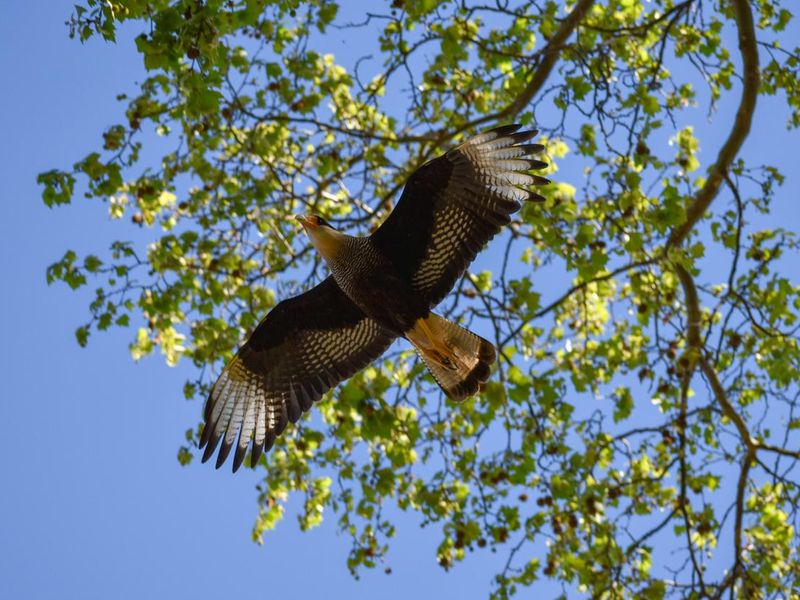 crested caracara (Caracara plancus) flying in Buenos Aires