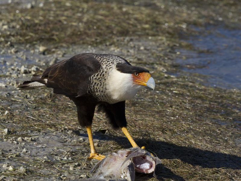 Crested caracara feasts on fish at Padre Island, Texas