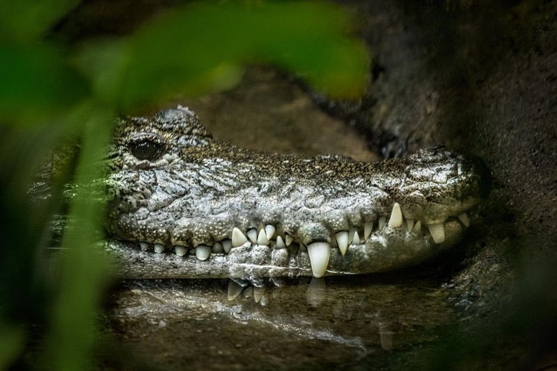 Crocodile floats on water surface among dense vegetation