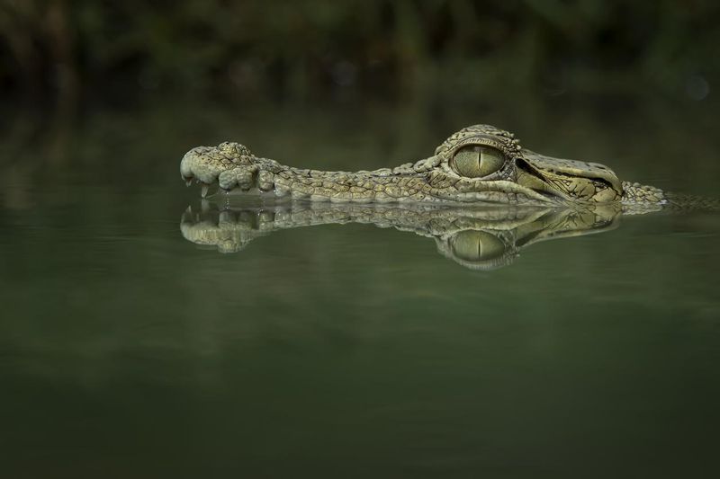 Crocodile lurking in water