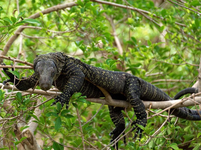 Crocodile Monitor On Branch in Tree