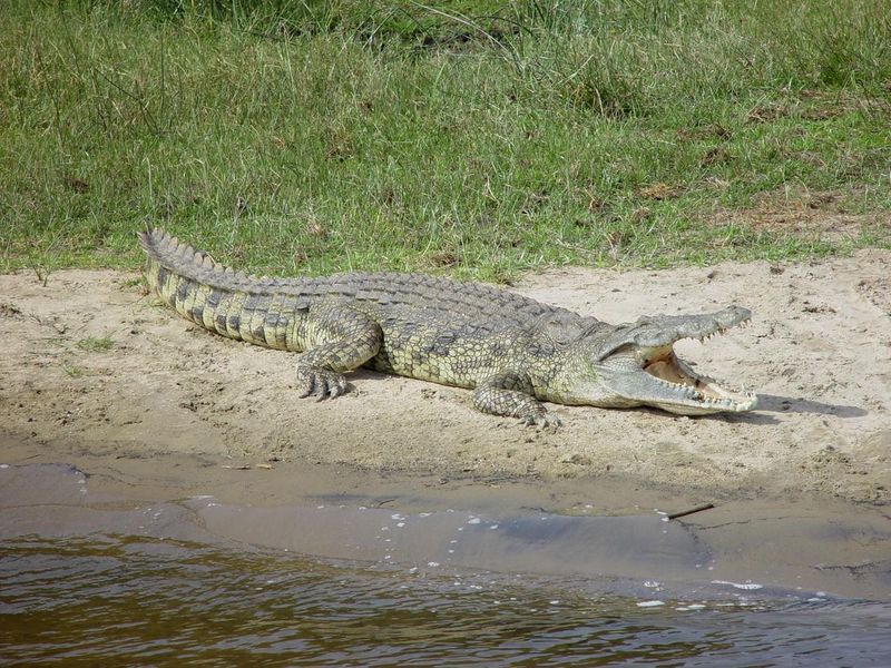 Crocodile opening mouth near water