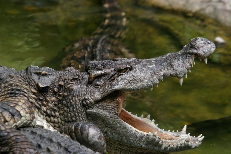 Crocodile with open mouth