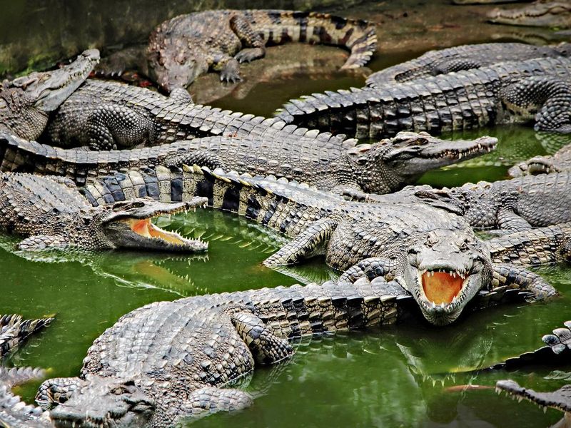 Crocodiles in the water