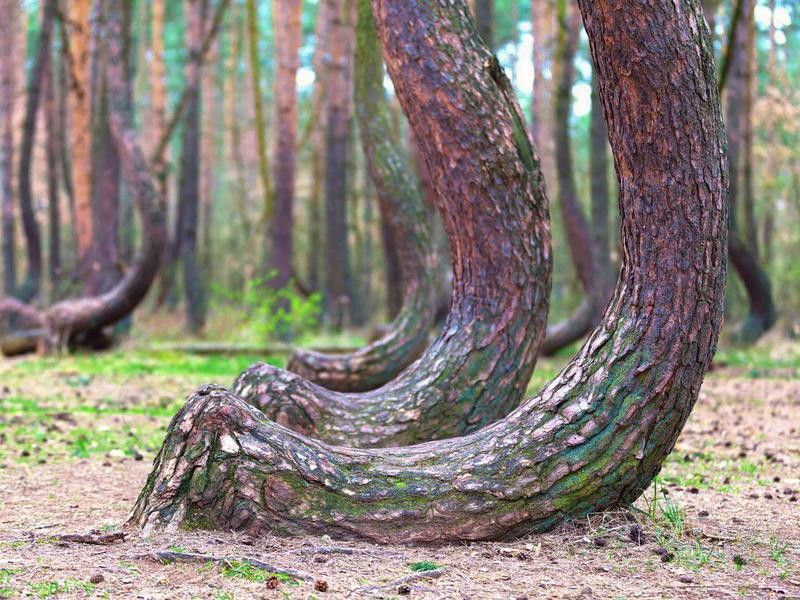 Crooked Forest