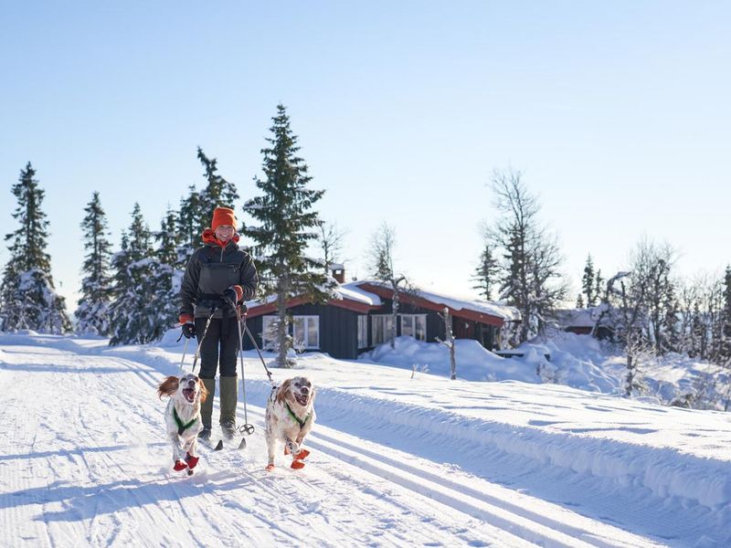 Cross-country skiing with dogs in the mountains in Synnfjell, Norway