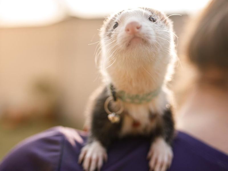 Curious ferret looking at the camera on a woman's shoulder