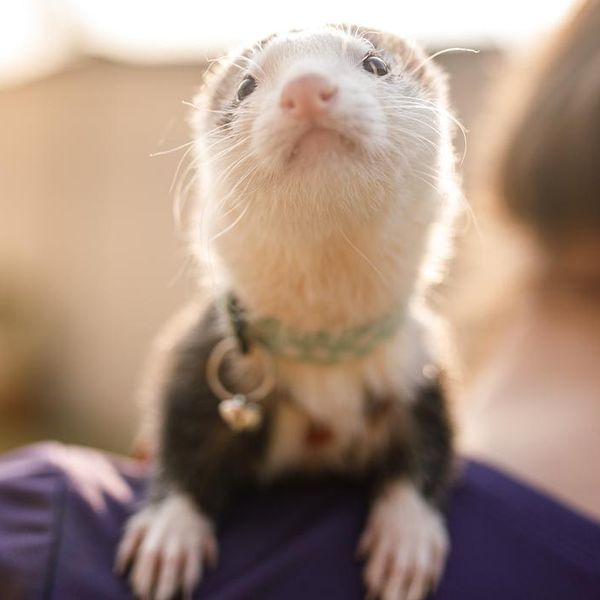 Photo session with child and ferret at garden
