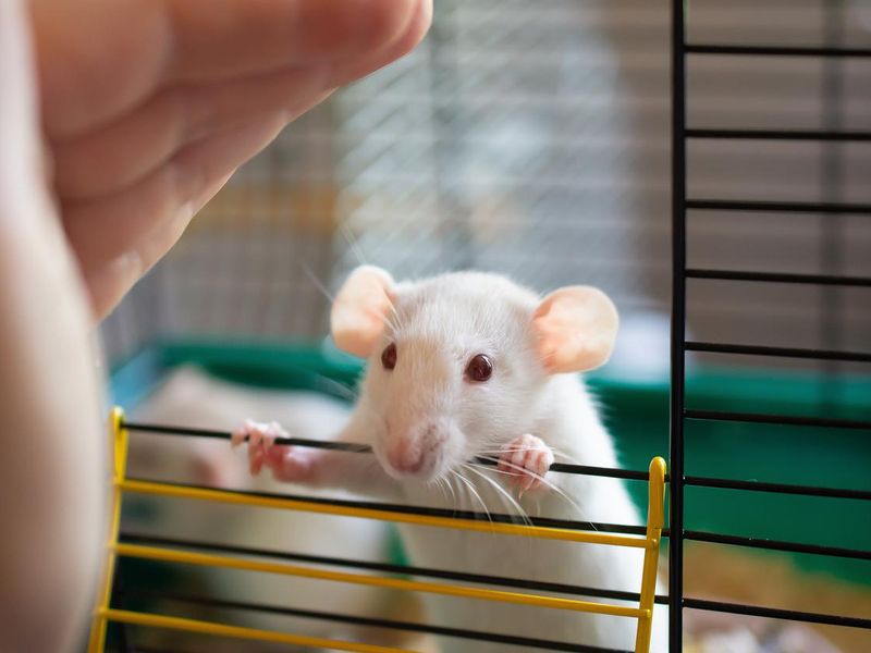 Curious little white rat looking out of a cage