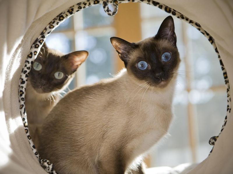 Curious Tonkinese Cats