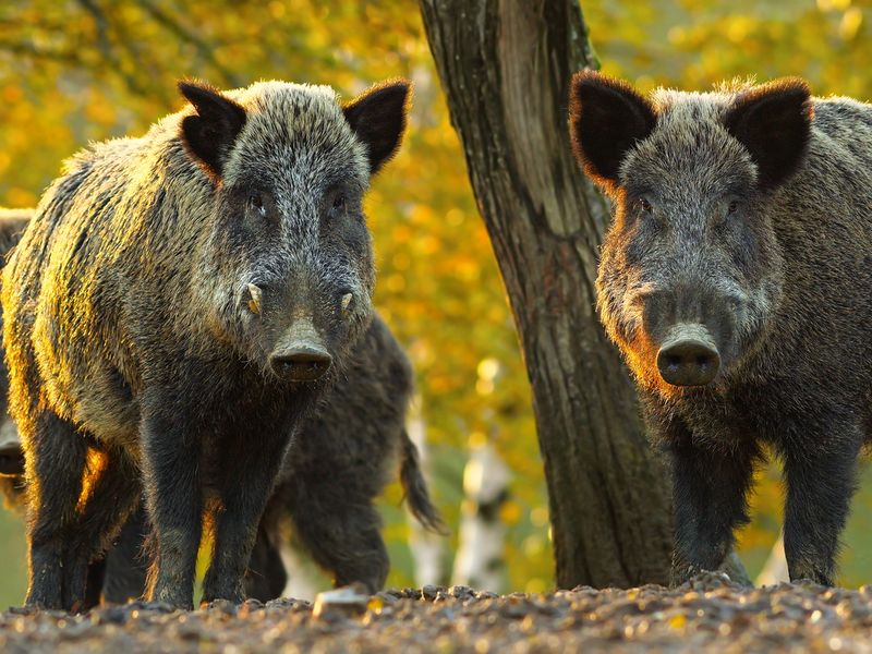 curious wild boars