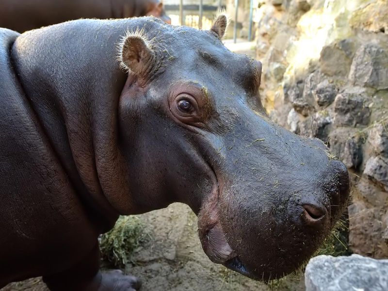 Cute african hippo is on the background of rocks