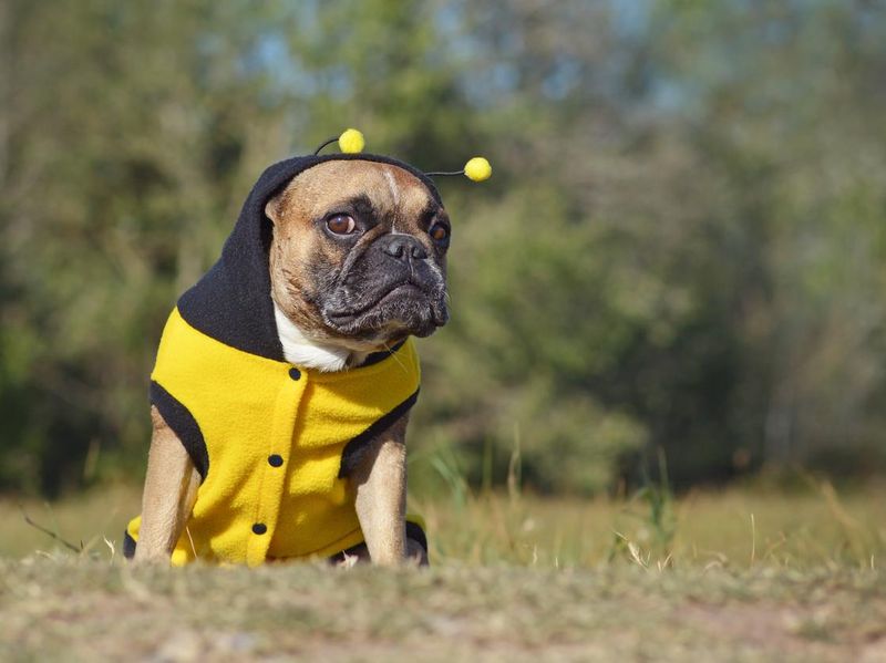 Cute and funny brown French bulldog dressed up as a bee